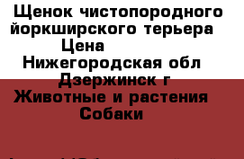 Щенок чистопородного йоркширского терьера › Цена ­ 25 000 - Нижегородская обл., Дзержинск г. Животные и растения » Собаки   